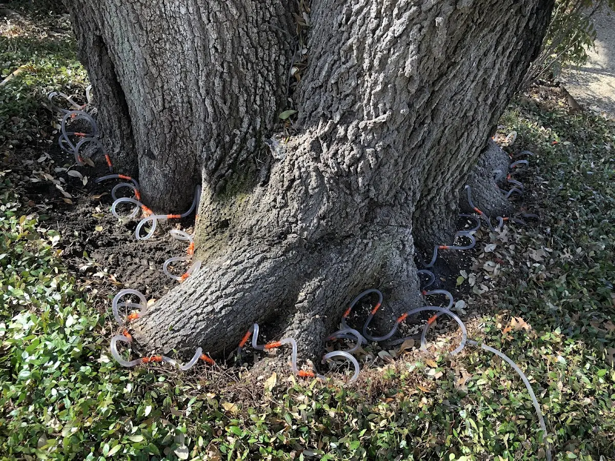 Detailed Tree Cabling and Bracing job site in Reserve
